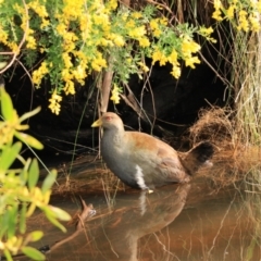 Tribonyx mortierii (Tasmanian Nativehen) at Adventure Bay, TAS - 19 Sep 2022 by Rixon