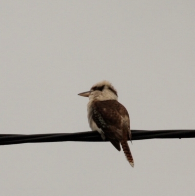 Dacelo novaeguineae (Laughing Kookaburra) at Rosebery, TAS - 20 Sep 2022 by Rixon