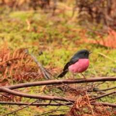 Petroica rodinogaster (Pink Robin) at Rosebery, TAS - 20 Sep 2022 by Rixon