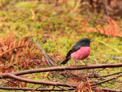 Petroica rodinogaster (Pink Robin) at Rosebery, TAS - 20 Sep 2022 by Rixon