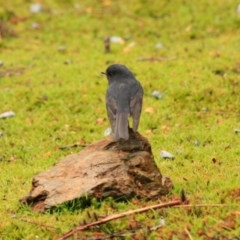 Petroica rodinogaster at Rosebery, TAS - 20 Sep 2022