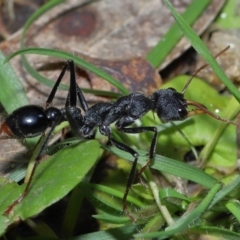 Myrmecia tarsata (Bull ant or Bulldog ant) at Tidbinbilla Nature Reserve - 18 Aug 2022 by TimL