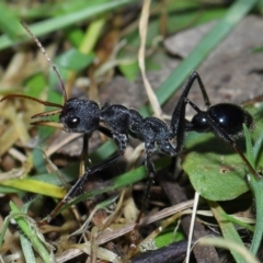 Myrmecia tarsata at Paddys River, ACT - 18 Aug 2022