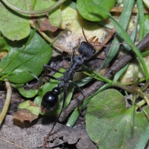 Myrmecia tarsata at Paddys River, ACT - 18 Aug 2022