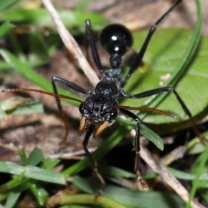 Myrmecia tarsata at Paddys River, ACT - 18 Aug 2022