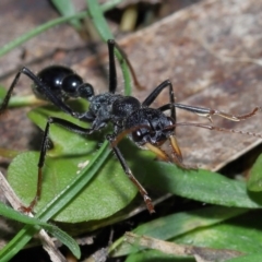 Myrmecia tarsata at Paddys River, ACT - 18 Aug 2022