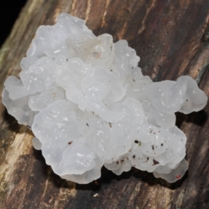 Tremella fuciformis at Paddys River, ACT - 18 Aug 2022