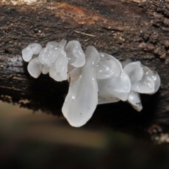 Tremella fuciformis at Paddys River, ACT - 18 Aug 2022