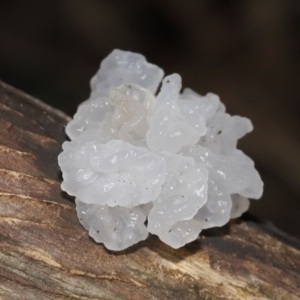 Tremella fuciformis at Paddys River, ACT - 18 Aug 2022