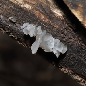 Tremella fuciformis at Paddys River, ACT - 18 Aug 2022