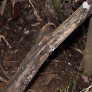 Tremella fuciformis at Paddys River, ACT - 18 Aug 2022