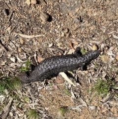 Tiliqua rugosa (Shingleback Lizard) at Hackett, ACT - 19 Sep 2022 by Ned_Johnston