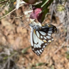 Belenois java (Caper White) at Mount Majura - 19 Sep 2022 by Ned_Johnston