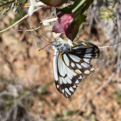 Belenois java (Caper White) at Hackett, ACT - 19 Sep 2022 by NedJohnston