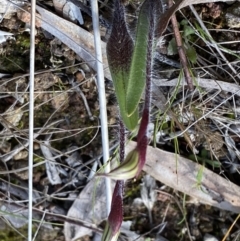 Caladenia actensis (Canberra Spider Orchid) at Hackett, ACT - 19 Sep 2022 by Ned_Johnston