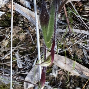 Caladenia actensis at suppressed - 19 Sep 2022