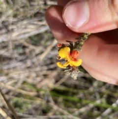 Dillwynia sericea (Egg And Bacon Peas) at Mount Majura - 19 Sep 2022 by Ned_Johnston