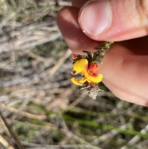 Dillwynia sericea at Hackett, ACT - 19 Sep 2022