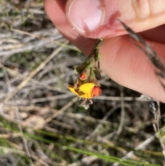 Dillwynia sericea at Hackett, ACT - 19 Sep 2022 01:14 PM