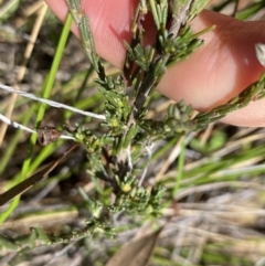 Dillwynia sericea at Hackett, ACT - 19 Sep 2022