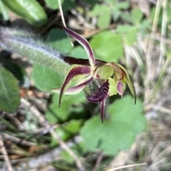Caladenia actensis (Canberra Spider Orchid) at Mount Majura - 19 Sep 2022 by Ned_Johnston