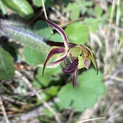 Caladenia actensis (Canberra Spider Orchid) by NedJohnston