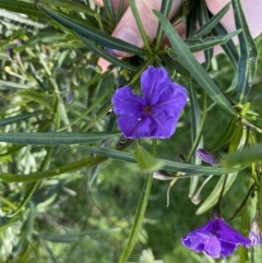 Solanum linearifolium (Kangaroo Apple) at Hackett, ACT - 19 Sep 2022 by NedJohnston