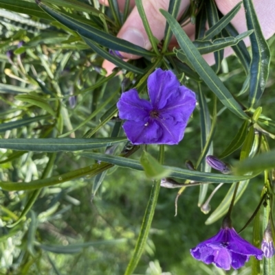 Solanum linearifolium (Kangaroo Apple) at Hackett, ACT - 19 Sep 2022 by NedJohnston