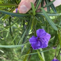 Solanum linearifolium at Hackett, ACT - 19 Sep 2022 12:32 PM