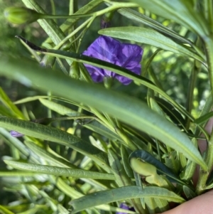 Solanum linearifolium at Hackett, ACT - 19 Sep 2022 12:32 PM