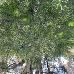 Solanum linearifolium at Hackett, ACT - 19 Sep 2022 12:32 PM