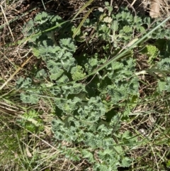 Marrubium vulgare (Horehound) at Hackett, ACT - 19 Sep 2022 by Ned_Johnston