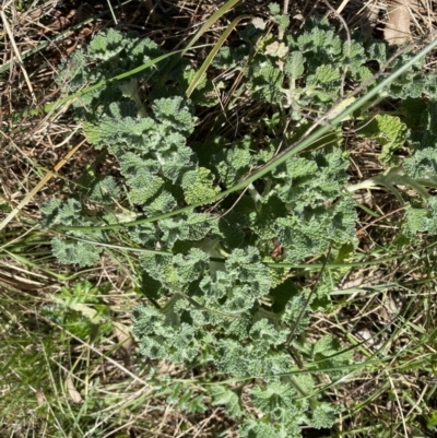 Marrubium vulgare (Horehound) at Hackett, ACT - 19 Sep 2022 by NedJohnston