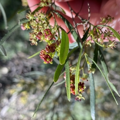 Dodonaea viscosa subsp. angustissima (Hop Bush) at Hackett, ACT - 19 Sep 2022 by NedJohnston