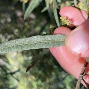 Dodonaea viscosa subsp. angustissima at Hackett, ACT - 19 Sep 2022