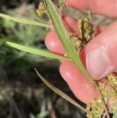 Dodonaea viscosa subsp. angustissima at Hackett, ACT - 19 Sep 2022