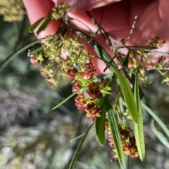 Dodonaea viscosa subsp. angustissima at Hackett, ACT - 19 Sep 2022