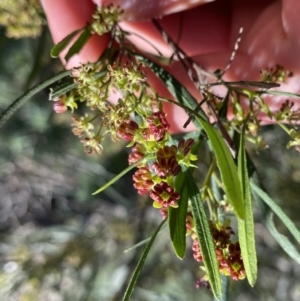 Dodonaea viscosa subsp. angustissima at Hackett, ACT - 19 Sep 2022