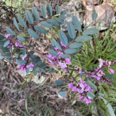 Indigofera australis subsp. australis (Australian Indigo) at Hackett, ACT - 19 Sep 2022 by NedJohnston