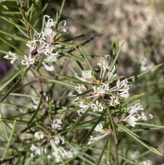 Hakea decurrens subsp. decurrens (Bushy Needlewood) at Hackett, ACT - 19 Sep 2022 by NedJohnston