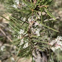 Hakea decurrens subsp. decurrens at Hackett, ACT - 19 Sep 2022 12:12 PM