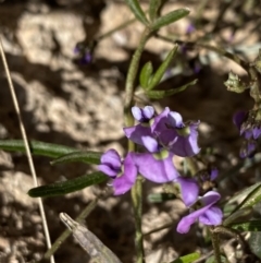 Glycine clandestina (Twining Glycine) at Hackett, ACT - 19 Sep 2022 by NedJohnston