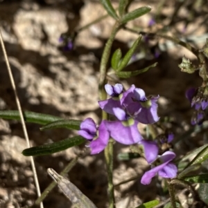 Glycine clandestina at Hackett, ACT - 19 Sep 2022