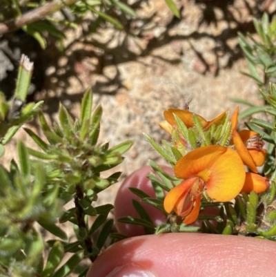 Pultenaea subspicata (Low Bush-pea) at Hackett, ACT - 19 Sep 2022 by Ned_Johnston