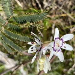 Wurmbea dioica subsp. dioica (Early Nancy) at Hackett, ACT - 19 Sep 2022 by NedJohnston