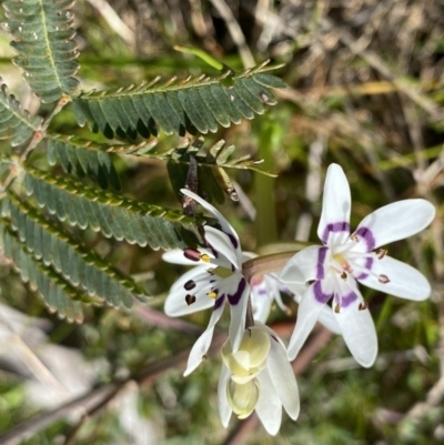 Wurmbea dioica subsp. dioica (Early Nancy) at Hackett, ACT - 19 Sep 2022 by NedJohnston