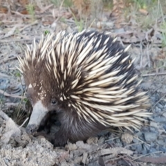 Tachyglossus aculeatus (Short-beaked Echidna) at Penrose - 20 Sep 2022 by Aussiegall