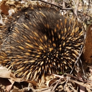 Tachyglossus aculeatus at Penrose, NSW - 20 Sep 2022