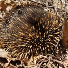 Tachyglossus aculeatus (Short-beaked Echidna) at Wingecarribee Local Government Area - 20 Sep 2022 by Aussiegall