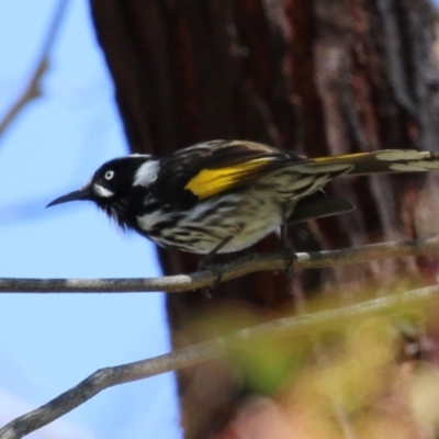 Phylidonyris novaehollandiae (New Holland Honeyeater) at Jerrabomberra Wetlands - 20 Sep 2022 by RodDeb